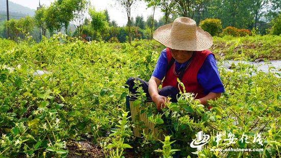 村民正在采摘金银花花朵