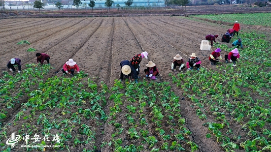 村民正忙着移栽油菜秧苗