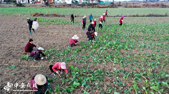 村民正忙着移栽油菜秧苗