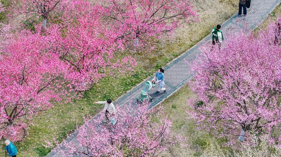 绿轴公园花意争春。葛庆钊　摄