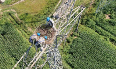 ▲国家电网工作人员在输电铁塔上的安全区域安装人工鸟巢