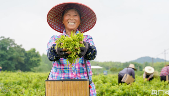 村民采摘的鲜叶。（央广网发 王锐摄）