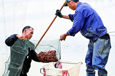  滁州市将协商民主融入优秀传统文化之中，在基层治理中呈现出蓬勃生机。滁州市来安县发展“稻虾共作”立体生态循环农业，图为三城镇天涧村村民在收获小龙虾。新华社发