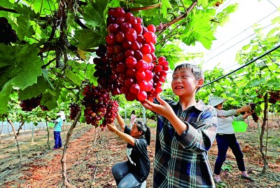  游客在滁州市全椒县椒岭风景线上的采摘园里采摘葡萄。新华社发