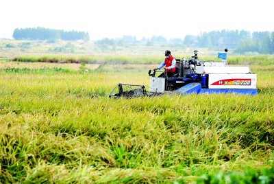  在滁州市凤阳县小岗村，农民驾驶收割机收割水稻。新华社发