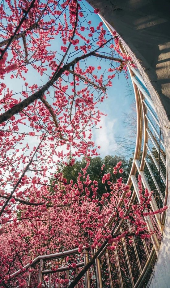  📍望湖城南地铁口天桥&nbsp;&nbsp; @梧桐先森