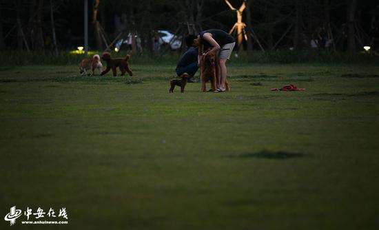 合肥绿轴公园每天遛狗市民很多不栓绳索