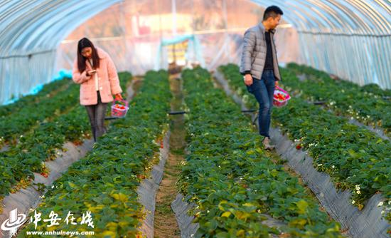 游客在五河县西坝口村农耕食代草莓种植户的大棚内采摘草莓