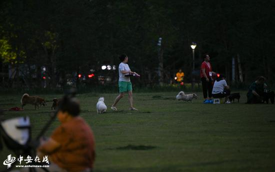 合肥绿轴公园每天遛狗市民很多不栓绳索