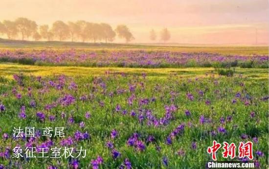 资料图:野生鸢尾花海。孙云阁 摄