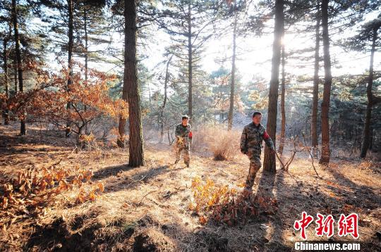 和小弘的日常工作就是巡山、护林，每天早晚两次，每次需要三四个小时。　刘峰 摄