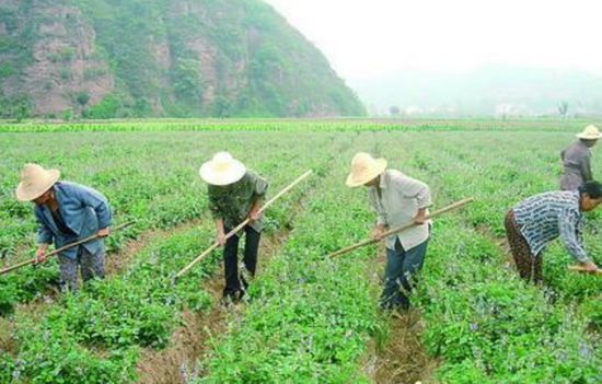 蚌埠:让中药材种植成为贫困户的摇钱树