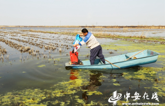 用自动喂料机给小龙虾投喂高蛋白“开口料”