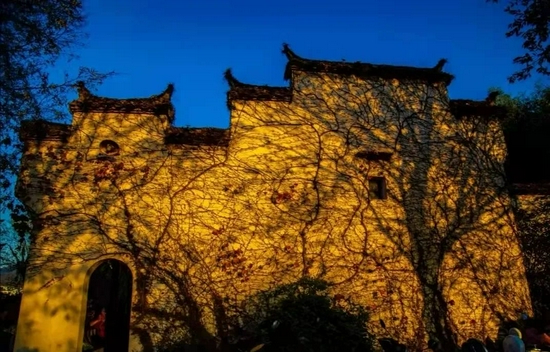 《夕阳下的爬山虎》钟小龙/摄