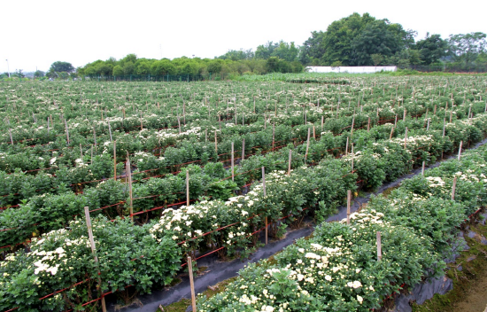 徽州区：120亩“七月菊”进入首次采摘期