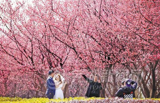 很多准新人在滨江公园拍摄婚纱照