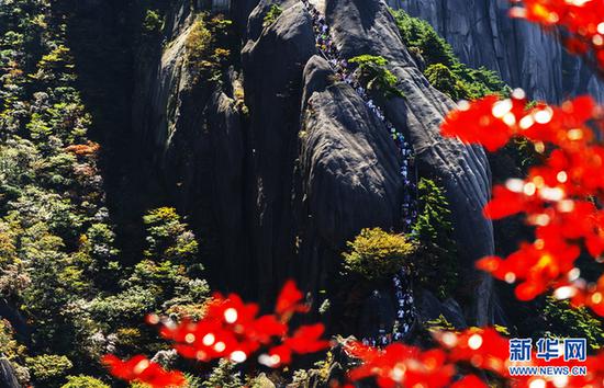 黄山风景区秋高气爽,秋意渐浓。新华网发(叶永青 摄)