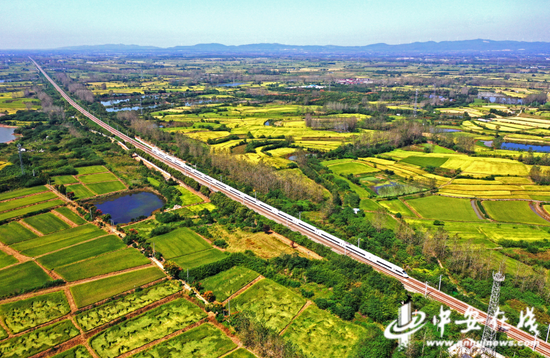  一列车从安徽省全椒县六镇镇白酒村即将收获的稻田上奔驰而过