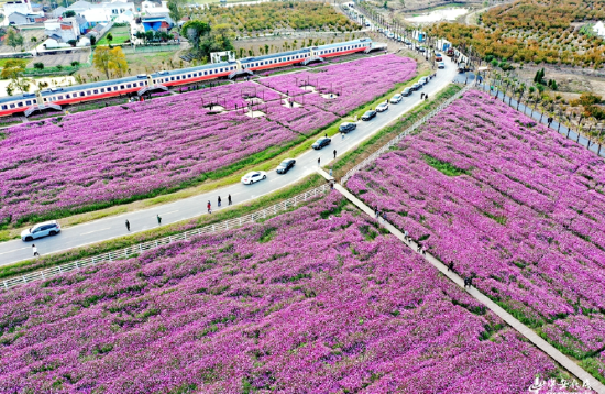 　　游客前来驻足赏花，享受美好时光