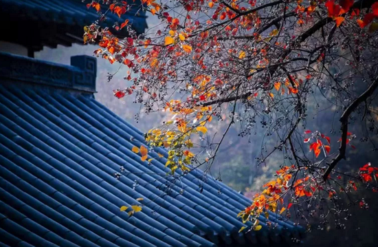 滁州南京太仆寺红叶似火。张永健/摄