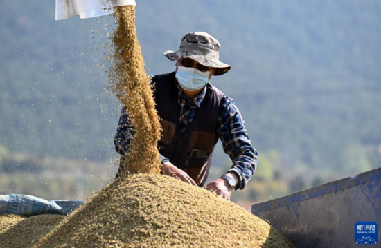 11月2日，在安徽省宿州市埇桥区夹沟镇镇头村，村民将收割的水稻装车。新华社记者 周牧 摄