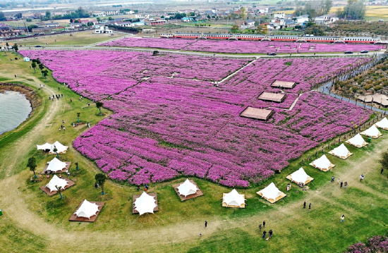 　　游客前来驻足赏花