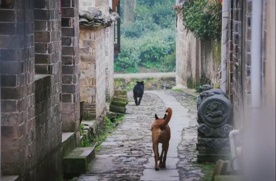 看查济小动物的江湖故事 方知日长似岁