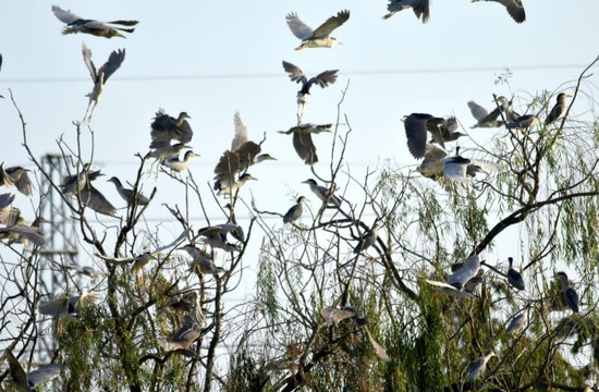 阜阳一采煤塌陷区变湿地公园 近7万候鸟来