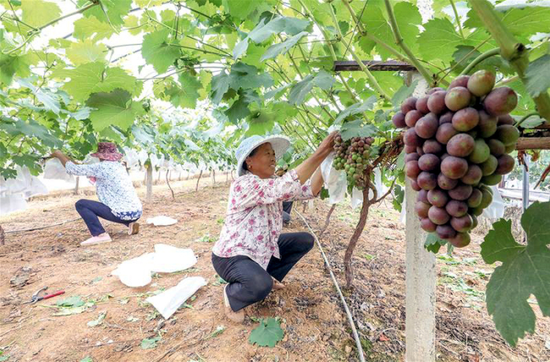  图为望江县鸦滩镇望河村一家庭农场，村民们正忙着给即将成熟的葡萄套上水果专用袋。
