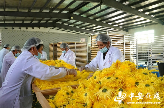  员工准备将分拣好的金丝皇菊送入烘干房