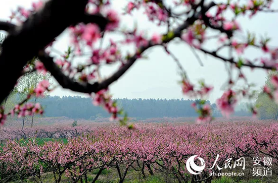 来安张山桃花