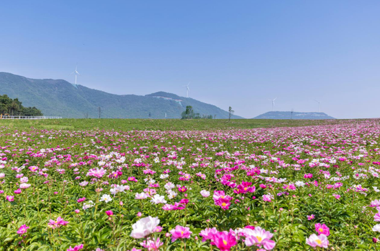 美景、美食、美拍 新浪安徽带队吃瓜