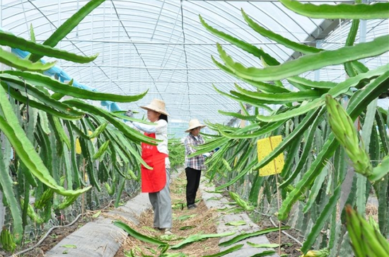  图为迎江区长风乡一家火龙果基地，工人正在对火龙果枝条进行打顶、剪枝。