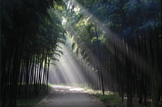 广德市笄山竹海景区 (图源:广德市文化和旅游局)