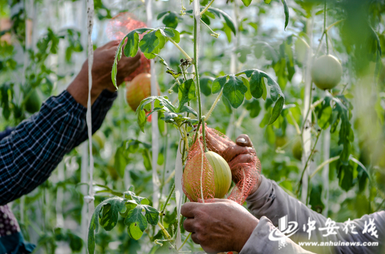 一个个西瓜就“挂”在大棚内所搭建的支架上