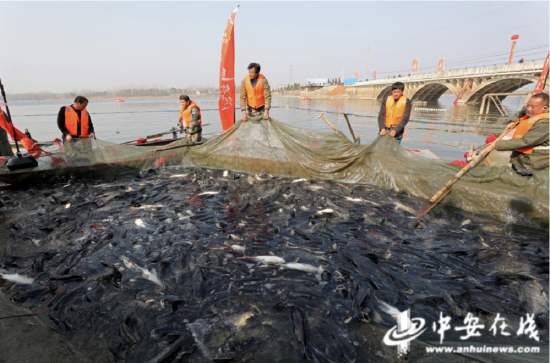 　1月2日，在全椒碧云湖首届冬捕文化节上，工人在进行收网捕鱼