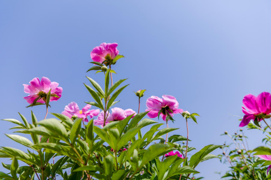 美景、美食、美拍 新浪安徽带队吃瓜