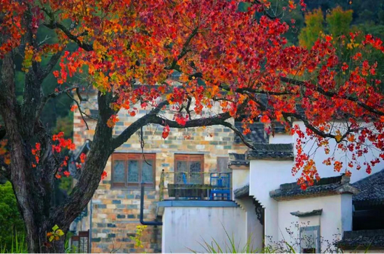 黟县塔川村秋景 (图源:安徽省文化和旅游厅)