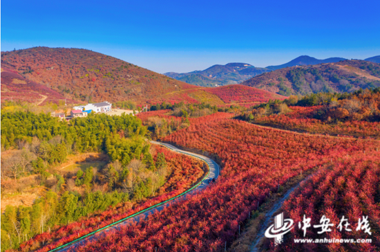 千亩蓝莓叶染红山坡