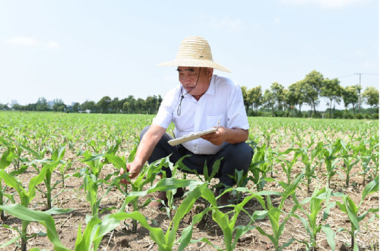 　6月28日，徐淙祥在淙祥现代农业种植专业合作社的高产攻关示范田里查看苗情。