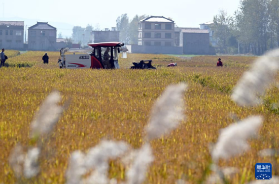11月2日，在安徽省宿州市埇桥区夹沟镇镇头村，村民驾驶收割机收割水稻。新华社记者 周牧 摄