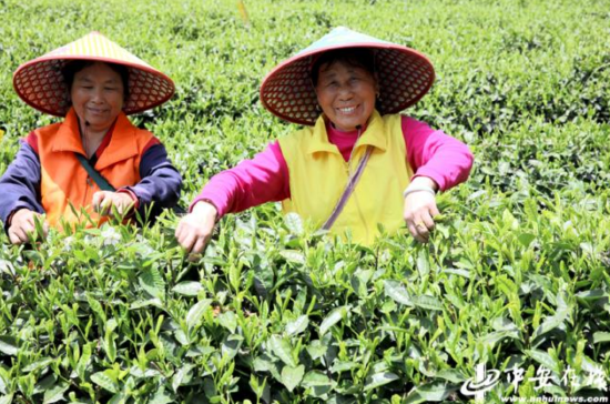 龙王山生态茶园“野魁茗”春茶首采