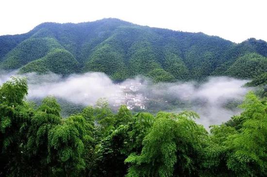 木坑竹海