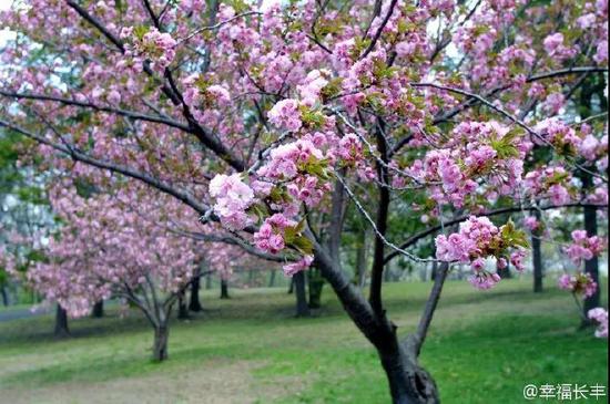 长丰樱花