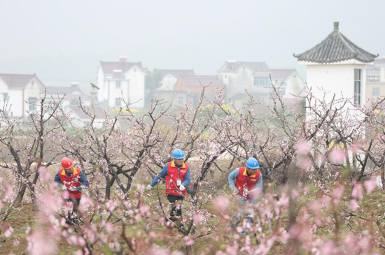 3月15日，在安徽省马鞍山市桃花村，国网马鞍山供电公司护河镇供电所王道松、尹小飞、占腊保为桃花节开幕式增设备用电源线路。常舜禹 摄