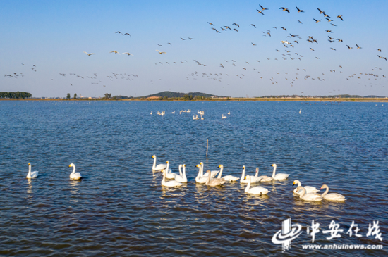  成群的天鹅、大雁等候鸟在湖面上觅食