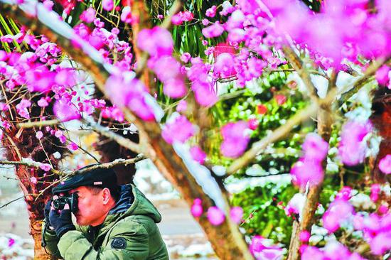 2月11日,合肥市植物园内,一位摄影爱好者正在拍摄盛开的梅花。