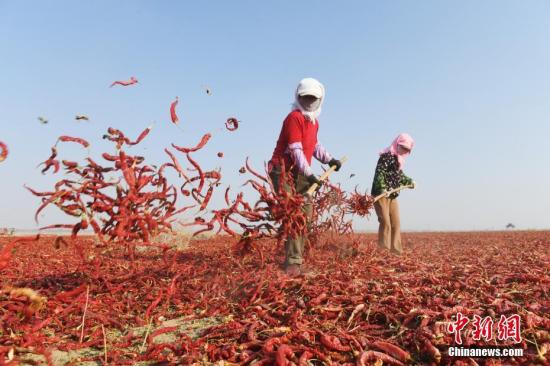 资料图：祁连山下的甘肃高台县合黎镇800亩辣椒晒场如“红色海洋”，辣椒种植和加工已成为当地农民致富增收的特色产业。 中新社记者 杨艳敏 摄