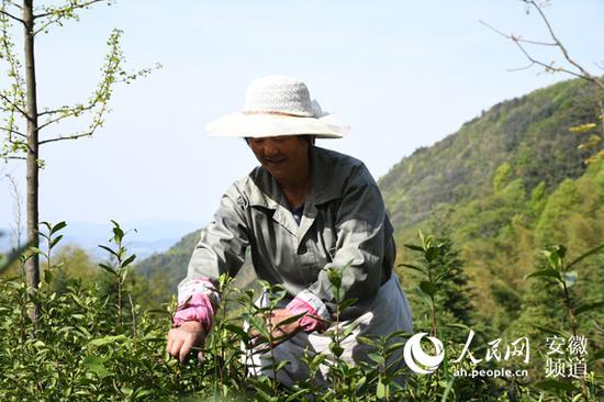 安徽省池州市青阳县杨冲村贫困户金有玲正在采摘茶叶。周坤摄