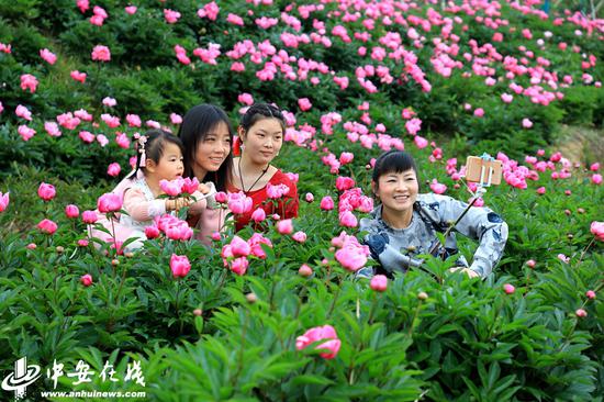 山南村1500亩芍药花竞相绽放,美不胜收